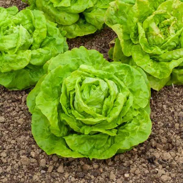 Potagères - Laitue Pommée Gotte Jaune d'Or - face recto